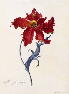 ペロケルージュ、1744年頃（手描きの彫刻） 作： ゲオルグ・ディオニシウス・エーレット